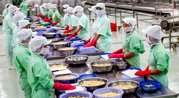 Chế biến chuối sấy lạnh xuất khẩu tại Công ty Thuận Phong Ảnh: HOÀNG HÙNG