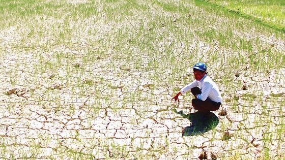 Đồng ruộng khô nứt nẻ ở xã Hương Thủy, huyện Hương Khê, tỉnh Hà Tĩnh. Ảnh: DƯƠNG QUANG