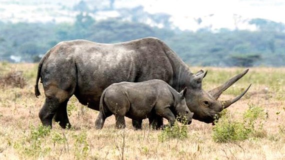 Tê giác đen châu Phi