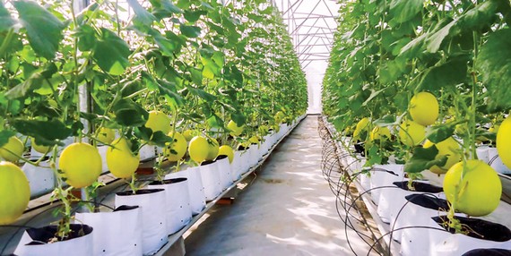 Việt Nam có điều kiện thiên nhiên thuận lợi để phát triển nông nghiệp công nghệ cao.