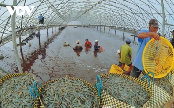 Giá thức ăn thủy sản và chăn nuôi tăng cao khiến doanh nghiệp lao đao
