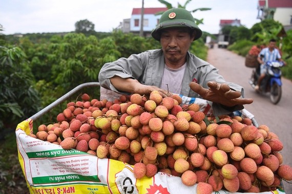 Nông dân Bắc Giang thu hoạch vải thiều mùa vụ 2020. Ảnh: Giang Huy