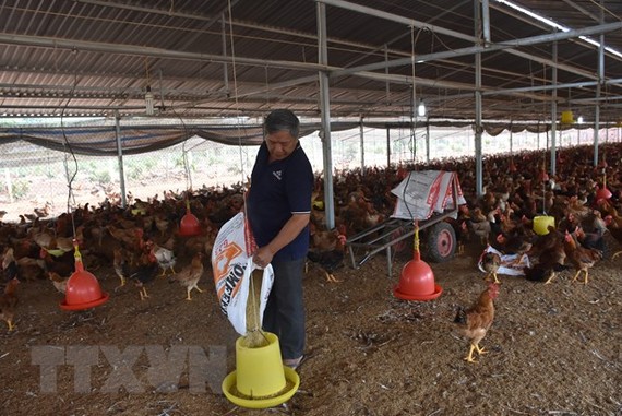 Giá thức ăn chăn nuôi liên tục tăng nhanh gây khó khăn cho người nông dân. Trong ảnh: Chăn nuôi gà tại ấp Bình Mỹ, xã Bình Giả, Châu Đức, Bà Rịa-Vũng Tàu. (Ảnh: Hoàng Nhị/TTXVN)