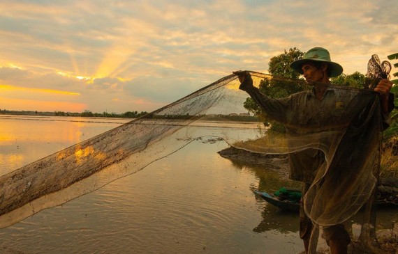 Đánh bắt cá tại cánh đồng ngập lũ cuối mùa ở huyện Vị Thủy, tỉnh Hậu Giang. (Ảnh: Duy Khương/TTXVN)
