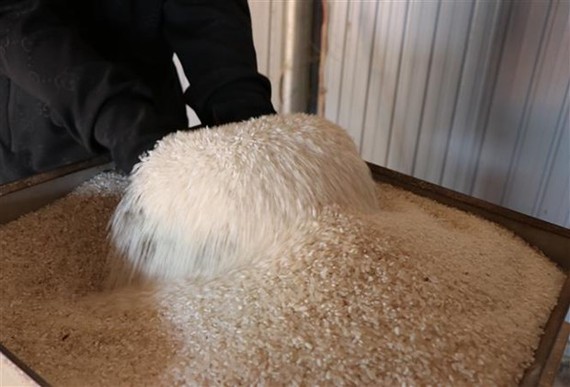 EU chỉ dành một hạn lượng là 80.000 tấn cho gạo trong Hiệp định thương mại tự do Việt Nam-EU (EVFTA). (Ảnh: Hồng Điệp/TTXVN)