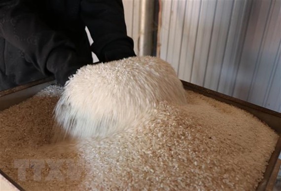 Những hạt gạo Ba Chăm được mệnh danh là "hạt ngọc trời" trên vùng đất Gia Lai nắng gió. (Ảnh: Hồng Điệp/TTXVN)