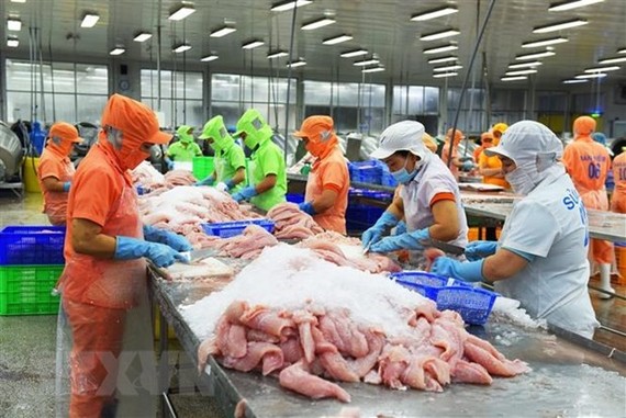 Chế biến cá tra xuất khẩu tại Công ty TNHH Hùng Cá, Thanh Bình, tỉnh Đồng Tháp. (Ảnh: Văn Trí/TTXVN)