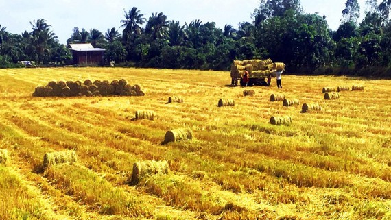 Nông nghiệp được khẳng định vai trò là trụ đỡ của nền kinh tế trong khó khăn