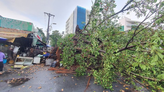 Cây cổ thụ bật gốc trong mưa, đè ô tô và hàng quán