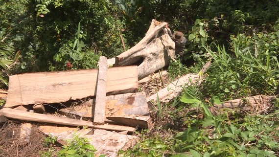 Vụ phá rừng quy mô lớn ở Đắk Lắk: Phát hiện thêm 500m³ gỗ