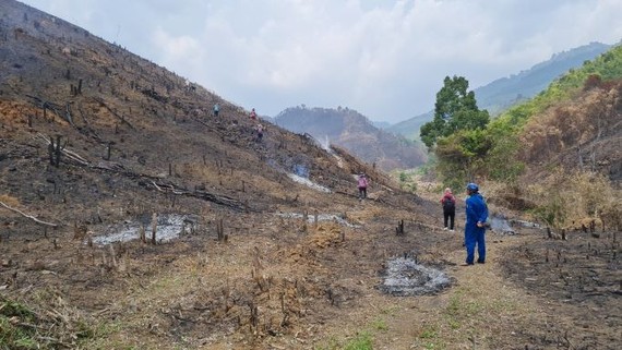 “Nóng” tình trạng phá rừng, lấn chiếm đất rừng ở Đắk Lắk