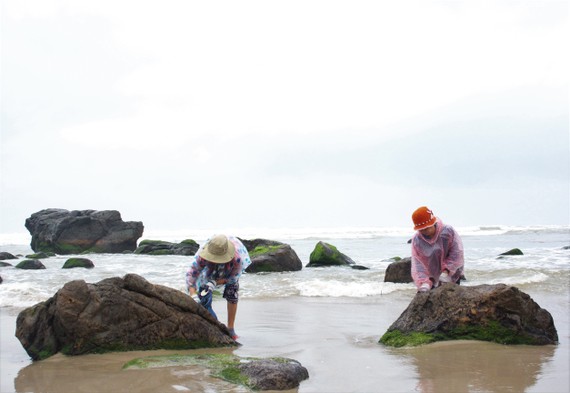 Đa số người dân Nam Ô vào mùa mưa đều đi hái rong biển