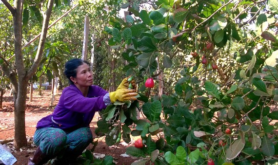 Người trồng điều xã Đồng Tâm, huyện Đồng Phú (tỉnh Bình Phước)  đang bước vào vụ thu hoạch 