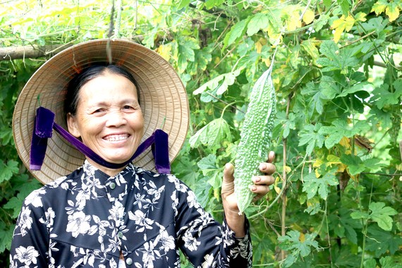 Đòn bẩy để nông sản Việt đi xa Vườn mướp đắng của HTX Thủy Dương (Thừa Thiên - Huế) phát triển theo mô hình sinh thái, công bằng