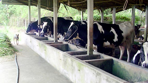 Trại chăn nuôi bò sữa