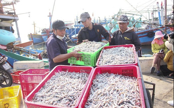 Cá cơm về nhiều, ngư dân Quảng Trị phấn khởi