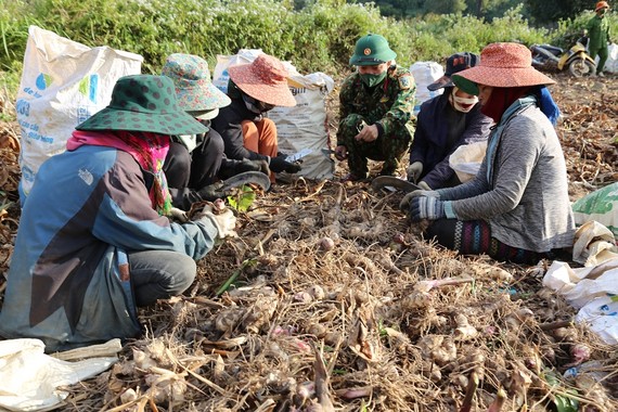 Cán bộ, chiến sĩ Đoàn kinh tế - Quốc phòng 337 hỗ trợ người dân thôn Xa Ry thu hoạch củ dong riềng