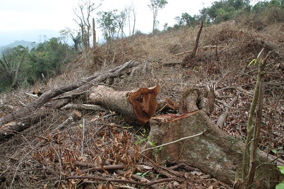 Vụ rừng tự nhiên ở Quảng Trị bị chặt phá: Bộ NN-PTNT đề nghị xử lý nghiêm 
