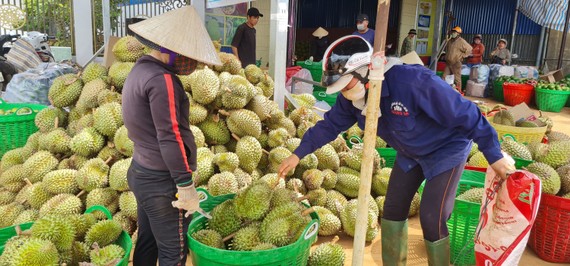 Sầu riêng ở Đắk Lắk vừa được thị trường Trung Quốc  chấp thuận nhập khẩu bằng đường chính ngạch  Ảnh: MAI CƯỜNG