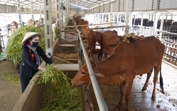 Trang trại nuôi bò kết hợp nuôi trùn quế  ở xã Phan, huyện Dương Minh Châu, tỉnh Tây Ninh