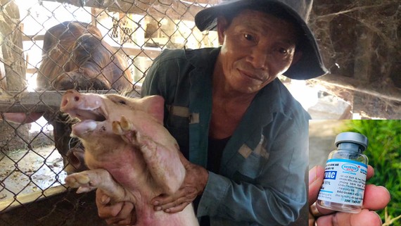 Đàn heo của  hộ chăn nuôi  Võ Minh Hồng  (xã Tịnh Bình, huyện Sơn Tịnh, tỉnh Quảng Ngãi) chết sau khi  tiêm vaccine NAVETCO-ASFVAC 