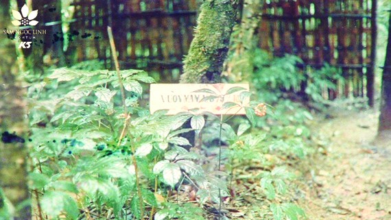 Vườn Sâm Ngọc Linh đầu tiên của thương hiệu Sâm Ngọc Linh Kon Tum K5 năm 1997