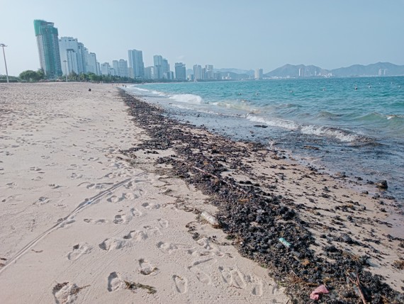 Dầu đen vón cục dạt vào bờ biển Nha Trang rải rác khoảng 2km