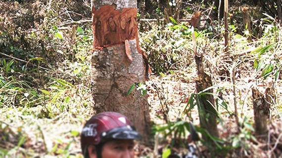 Phục hồi vụ án “tham ô” ở Ban quản lý rừng phòng hộ Sông Hinh