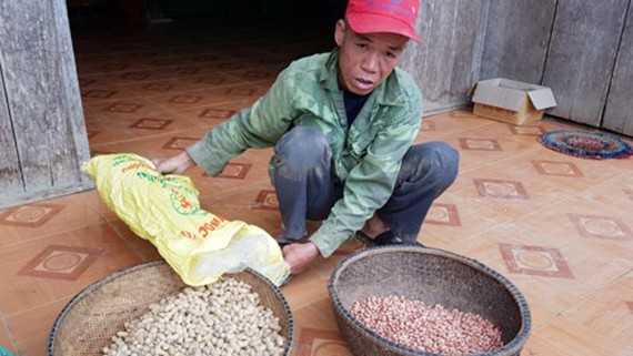 Người nghèo huyện Minh Hóa nhận đậu phộng giống kém chất lượng