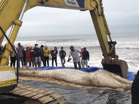 Xác cá voi trôi dạt vào biển Quảng Thọ, Ba Đồn, Quảng Bình