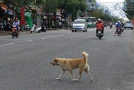一只犬隻橫過馬路。