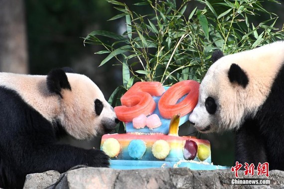 美國家動物園慶祝大熊貓抵美50週年