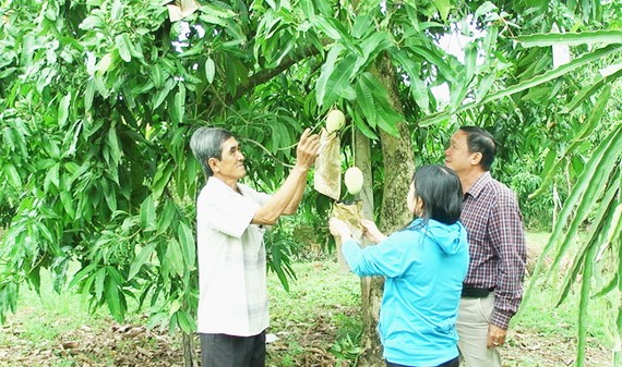同塔省芒果種植面積約1萬3000公頃，產量近11萬3000噸。