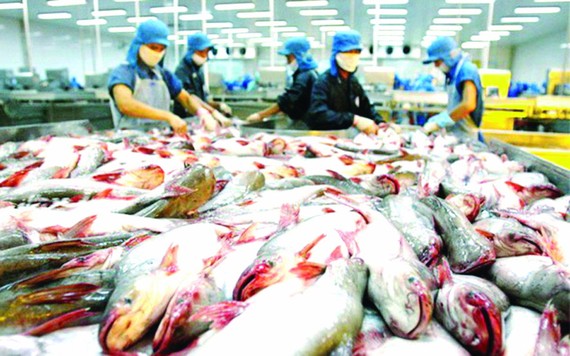 越南查魚外銷多國市場。