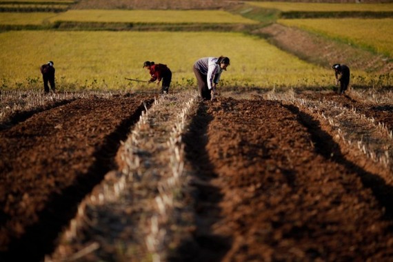 朝鮮農民在黃海南道務農的情景。（圖取自路透社檔案照）