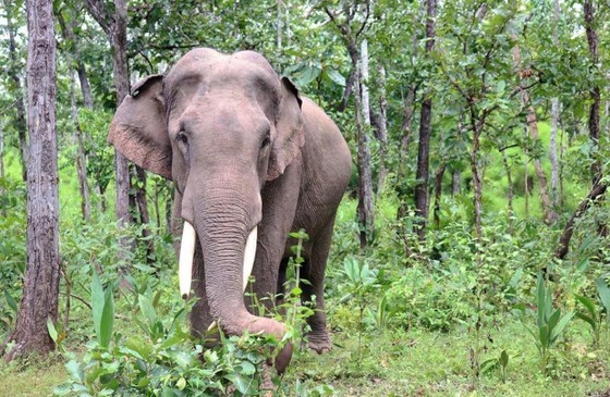 越南已落實各項保護大象的措施。
