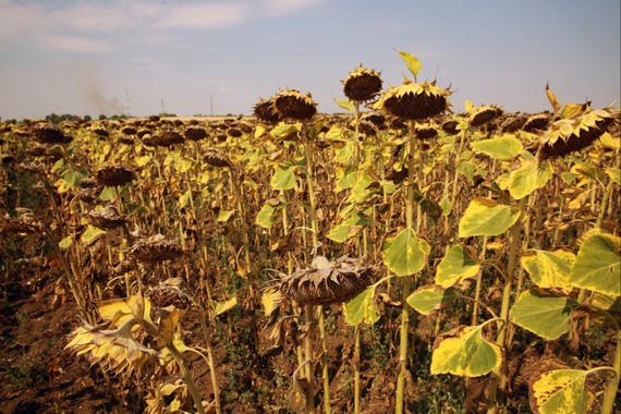 在羅馬尼亞一片向日葵因乾旱缺水而乾枯。