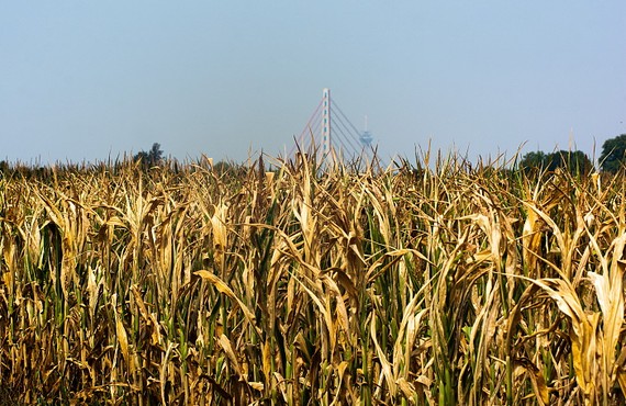 德國諾伊斯，持續乾旱導致玉米地乾枯。圖源：互聯網