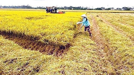 Central  farmers enjoy bumper paddy harvest