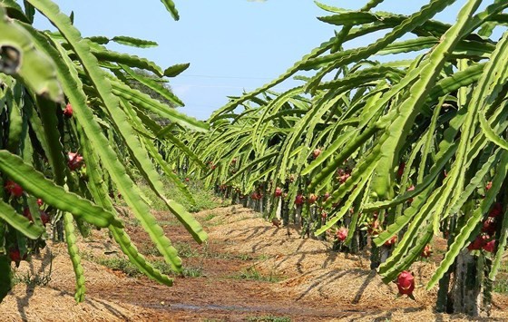 The price of dragon fruits in Binh Thuan hits a record high. (Photo: SGGP)