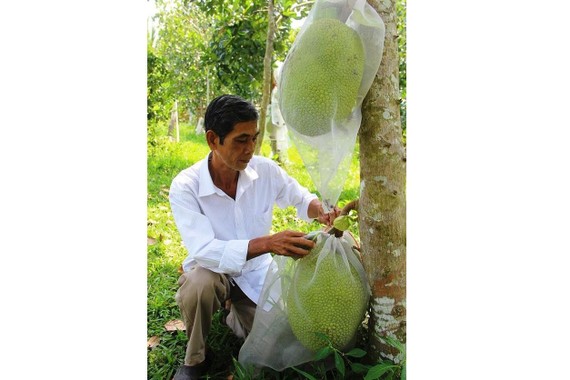 The price of Thai jackfruits in Mekong Delta provinces is unstable. (Photo: SGGP)