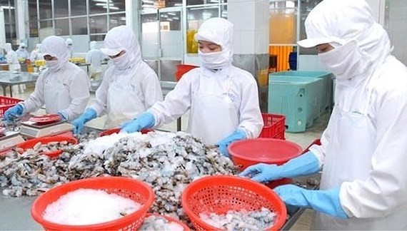 Workers process shrimps for export at a seafood company. (Photo: SGGP)