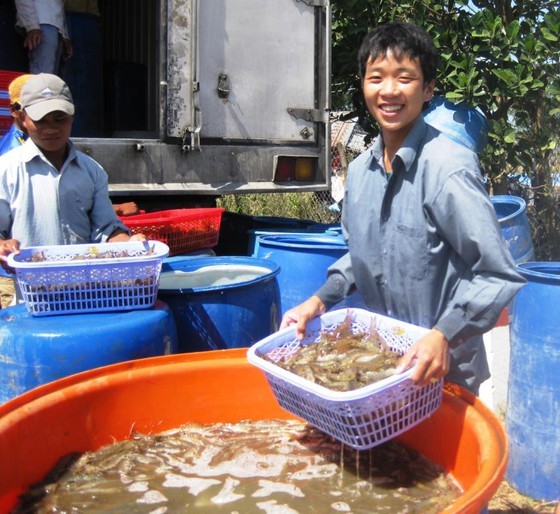 The prices of material shrimps in Mekong Delta provinces have climbed again. (Photo: SGGP)