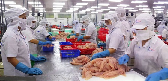 Pangasius fish export turnover this year is forecast to be difficult to meet the target. (Photo: SGGP)