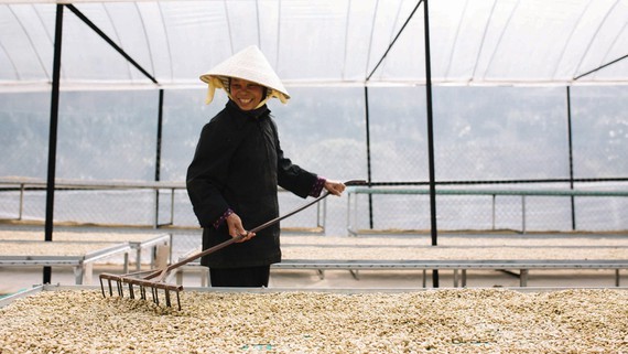 Coffee is one of products that are consumed heavily by Korean people. (Photo: SGGP)