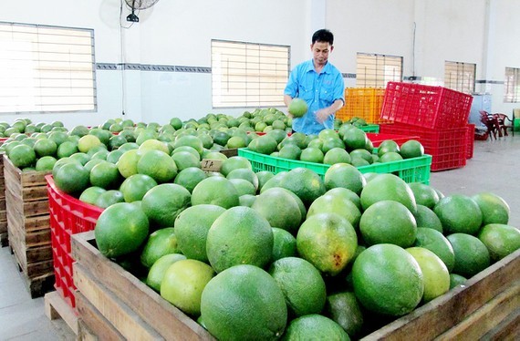 Price of green-skinned pomelos falls sharply due to poor consumption