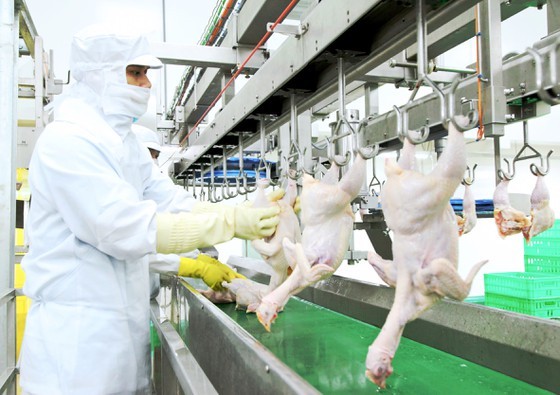Chicken slaughtering production line of a company. (Photo: SGGP)