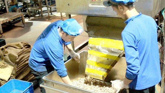 Cashew nut processing in Binh Phuoc Province. (Photo: SGGP)