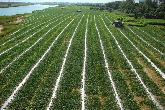 Watermelon field on the alluvial area along the Tra Khuc River in Quang Ngai City. (Photo: SGGP)