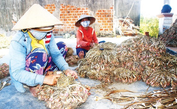 Farmers in Binh Dinh Province have a bumper crop of shallots this year. (Photo: SGGP)